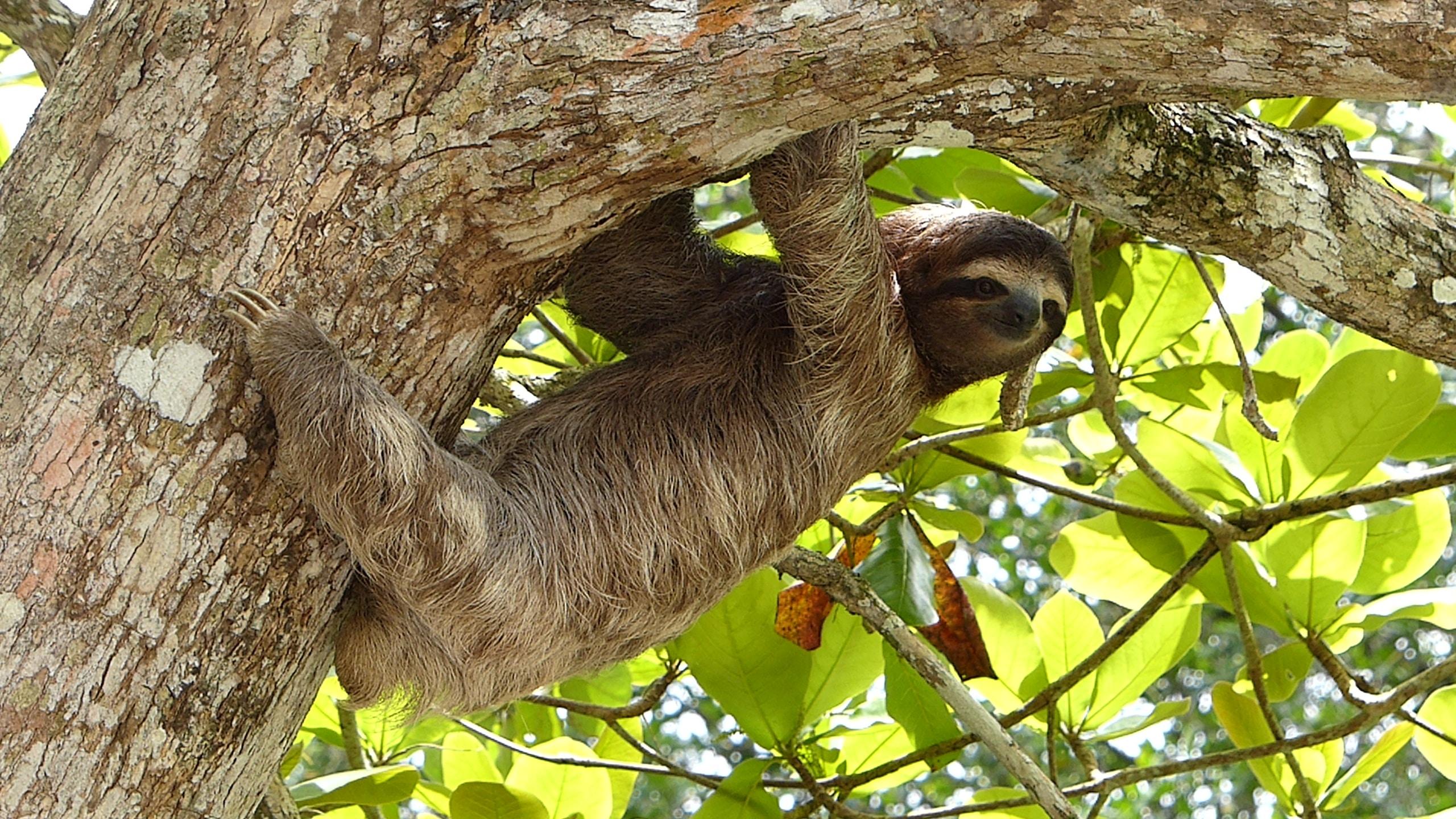 Sloth expedition and Coffee and Chocolate Tour – Tamarindo, Costa Rica