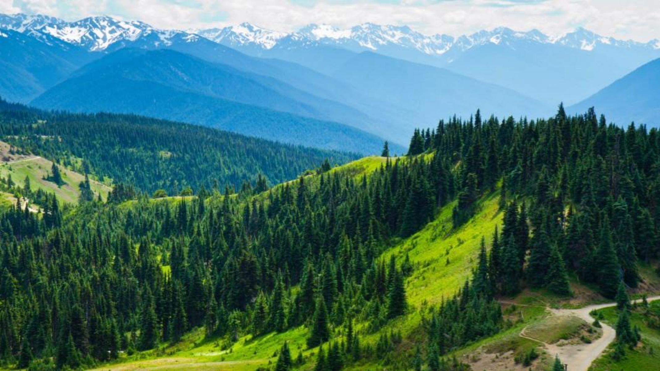 Small Group: Olympic National Park Day Tour From Seattle – Port Angeles, Washington