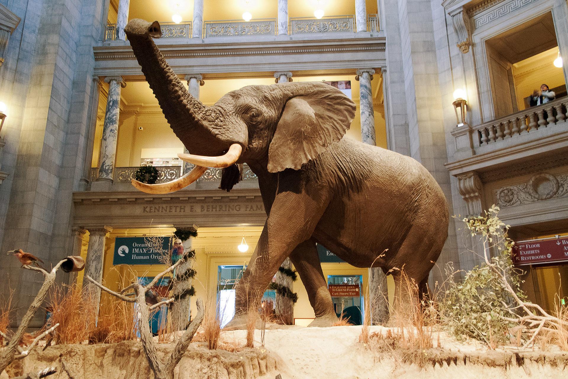 Smithsonian Natural History Museum Tour Semi-Private 8ppl – Washington, Washington DC