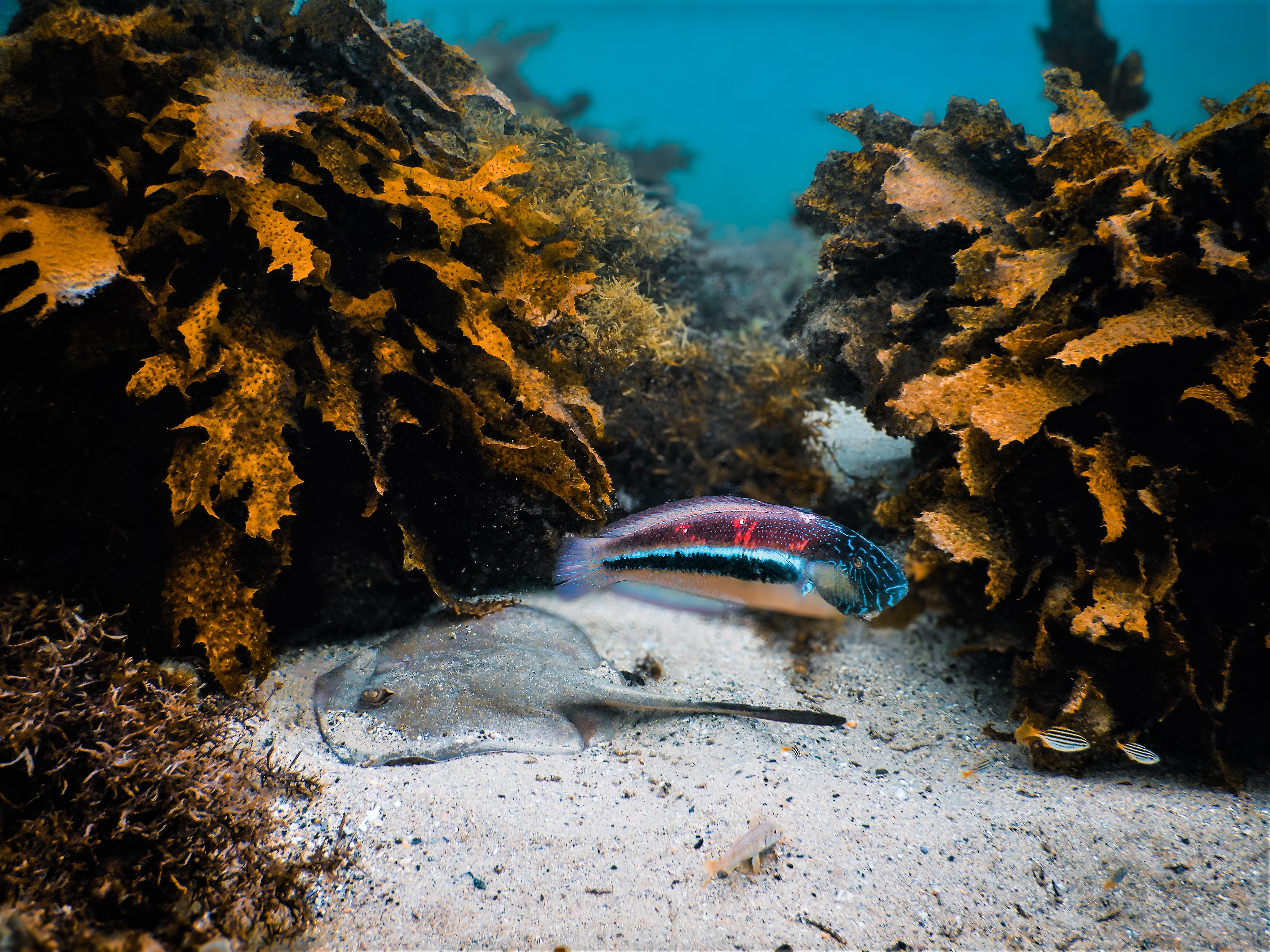 Snorkeling Tour: Discover Sydney’s impressive sea life – Sydney, Australia