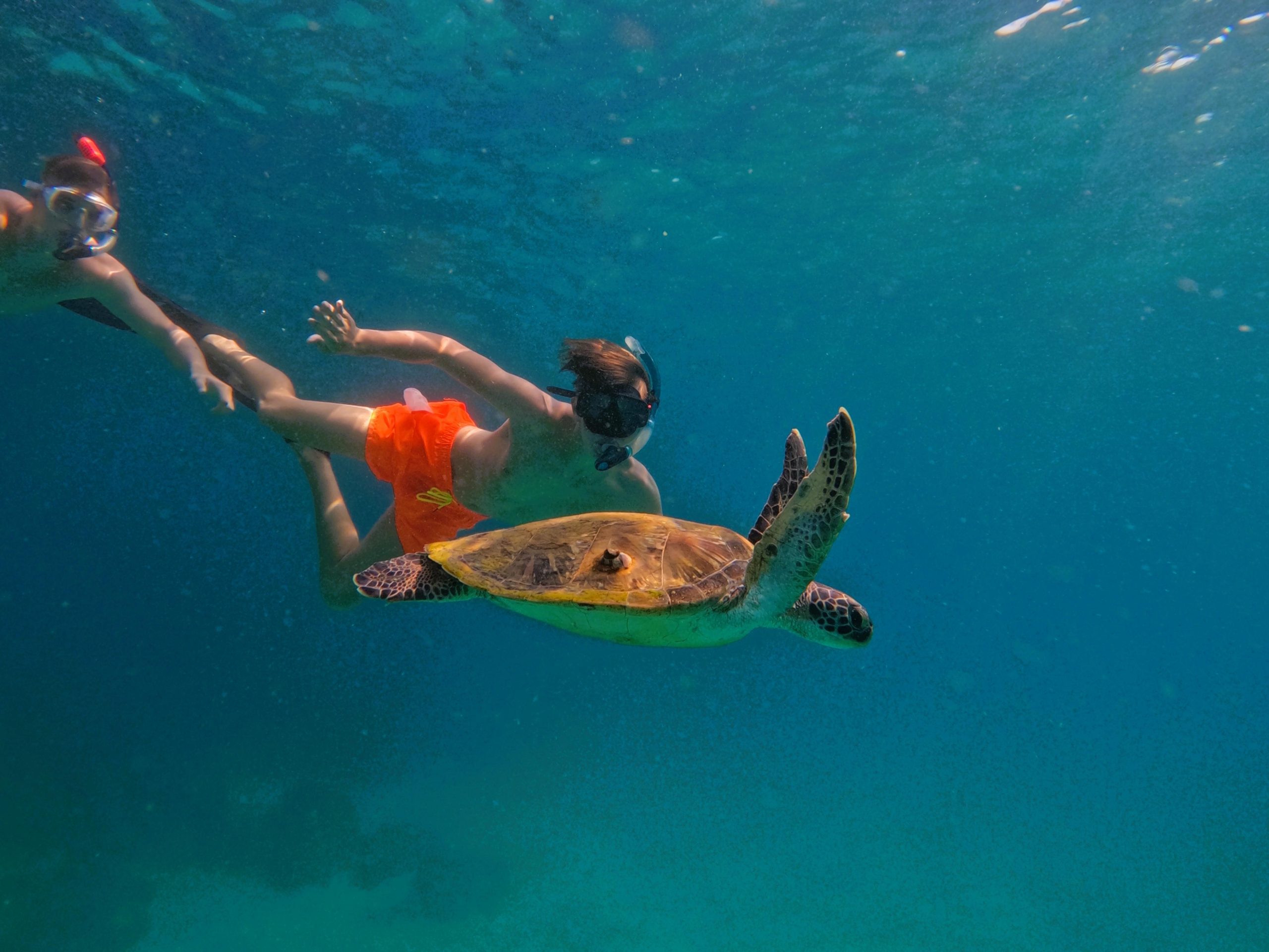 Snorkeling with turtles in Fujairah with BBQ lunch – Reef Oasis Dive Club, United Arab Emirates