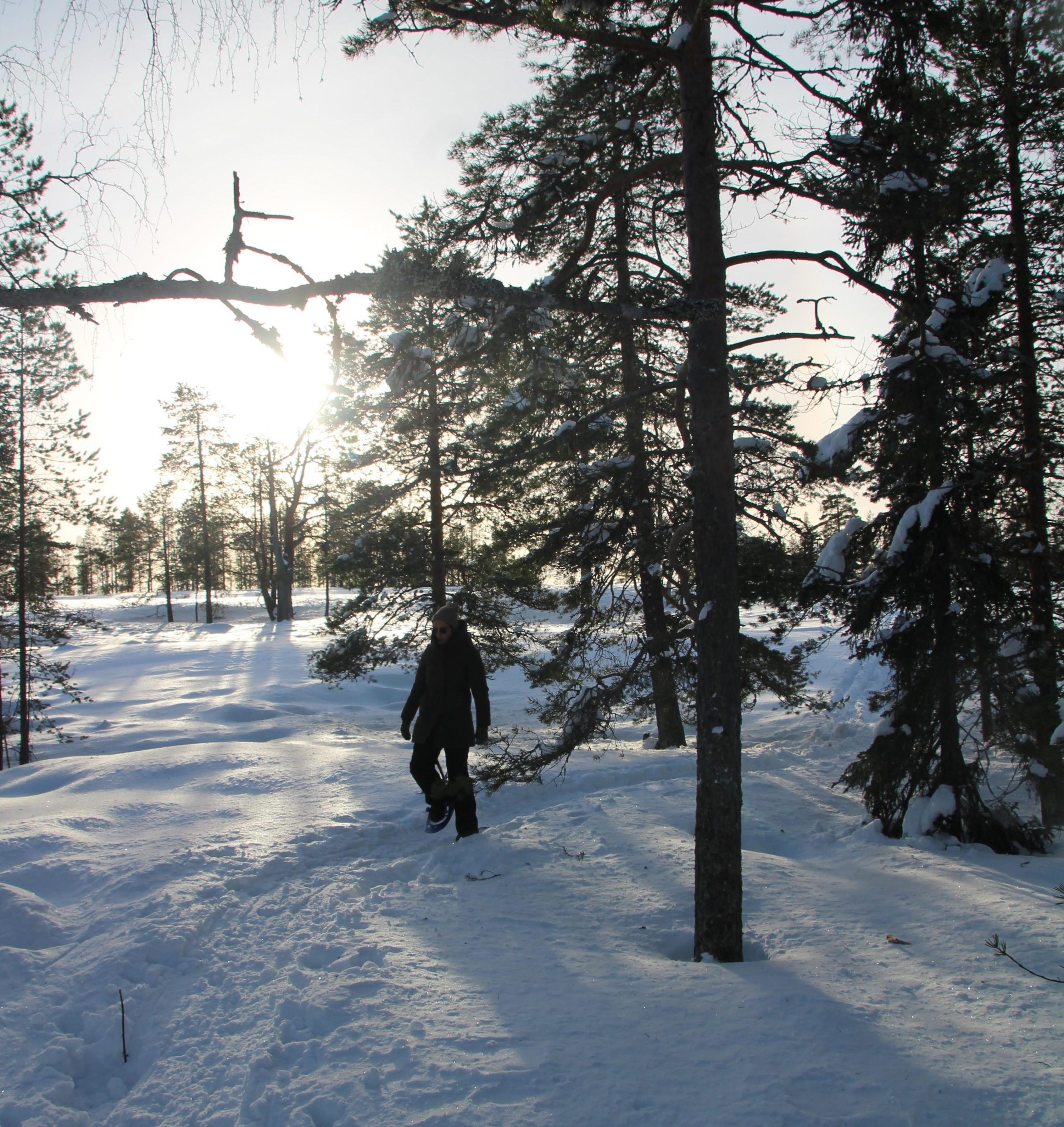 Snowshoe hike in Piteå – Piteå, Sweden