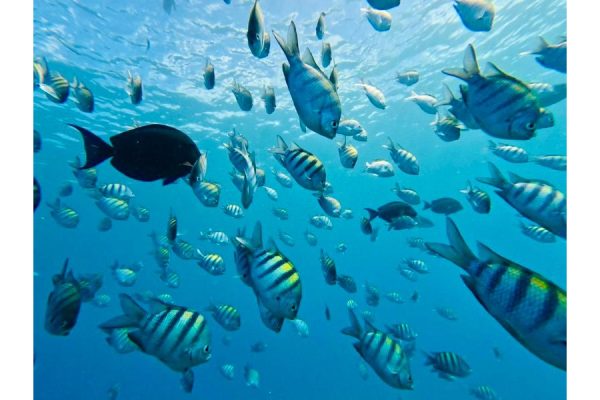 Sosua Snorkeling & Beach Relaxation Tour – Puerto Plata, Dominican Republic