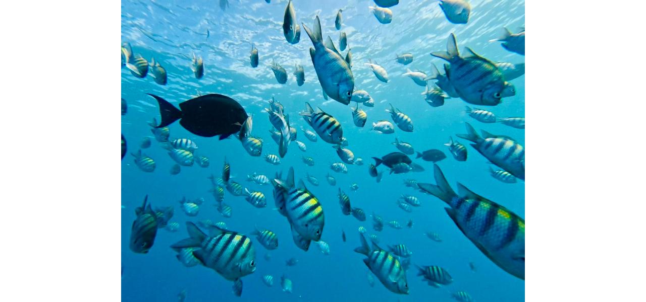 Sosua Snorkeling & Beach Relaxation Tour – Puerto Plata, Dominican Republic