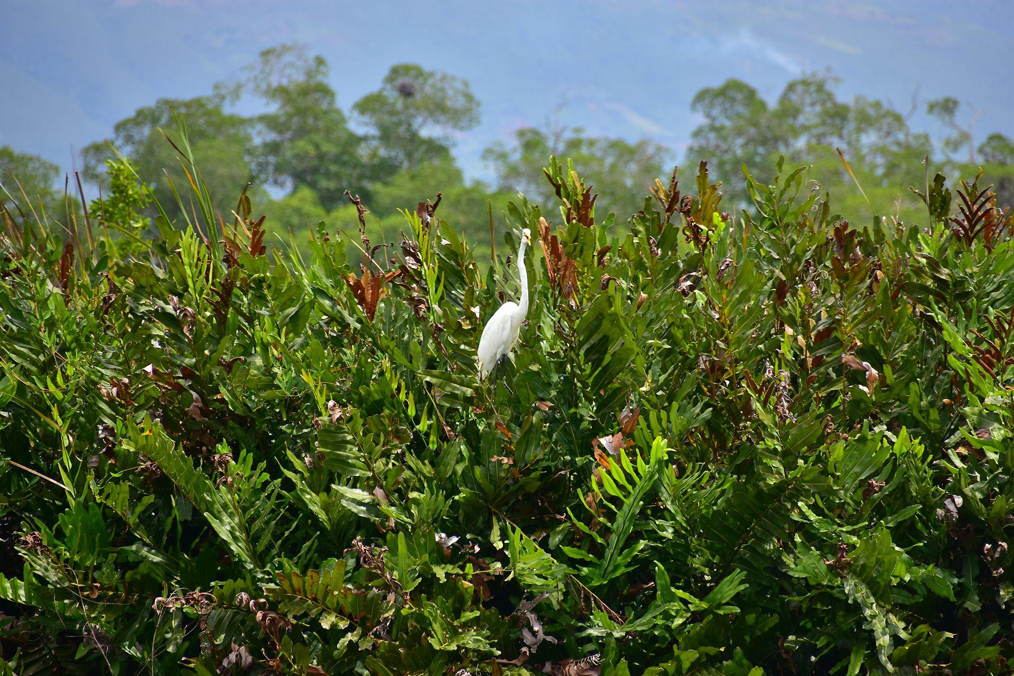 South Coast: Pelican Bar & Black River Safari Experience – Black River, Jamaica