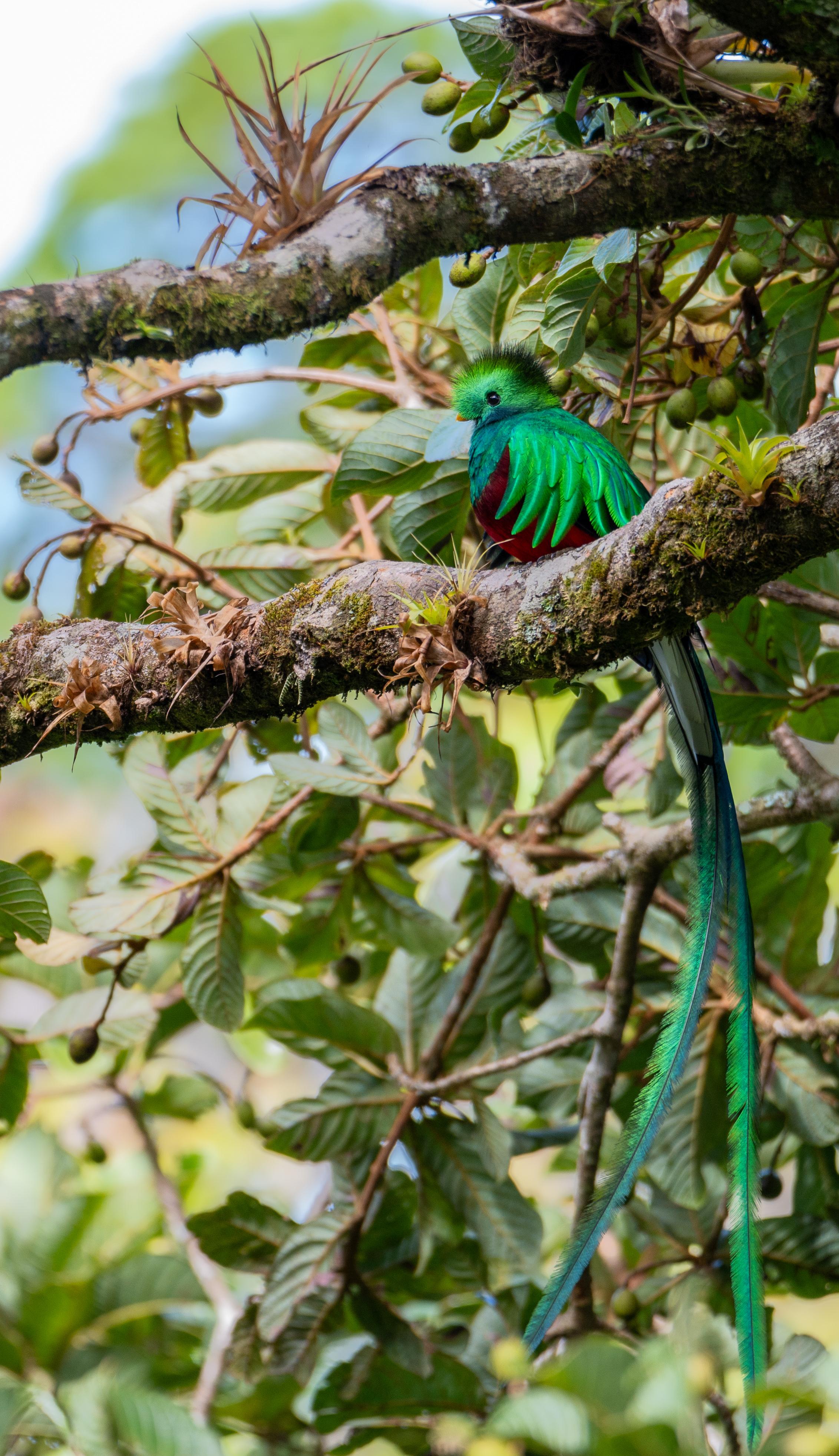 Special Wildlife Tour in Monteverde Cloud Forest – Monteverde, Costa Rica