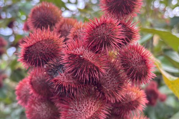 Spice tour with Dayana in French: Villanueva, Quepos – Quepos, Costa Rica