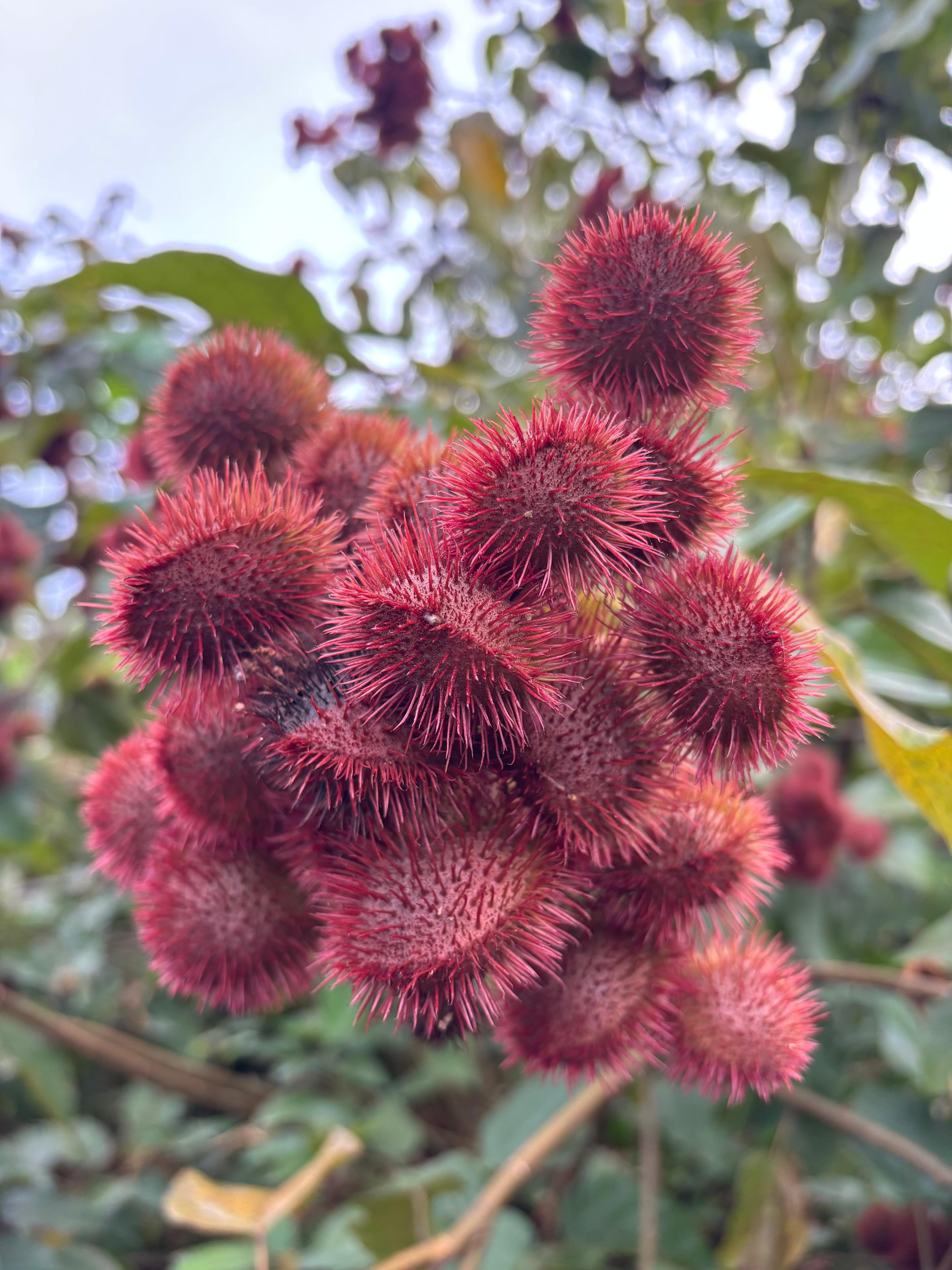 Spice tour with Dayana in French: Villanueva, Quepos – Quepos, Costa Rica