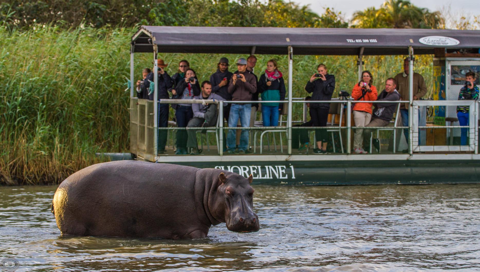 St Lucia: Hippo and Crocodile Cruise on a 15-Seat Vessel – iSimangaliso Wetland Park, South Africa