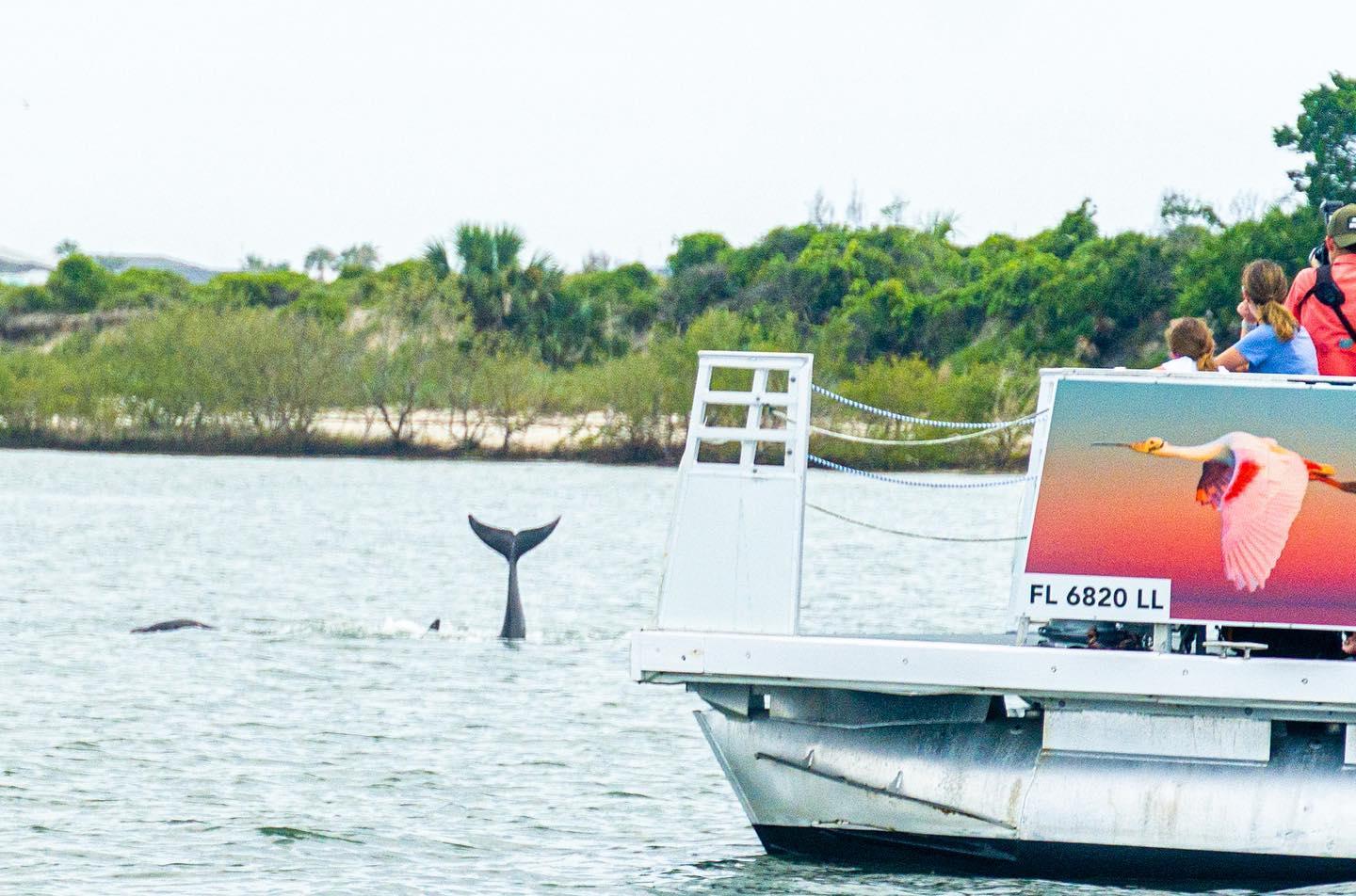 St. Augustine: Expert-Led Dolphin & Wildlife Eco Adventure – Jacksonville, Florida