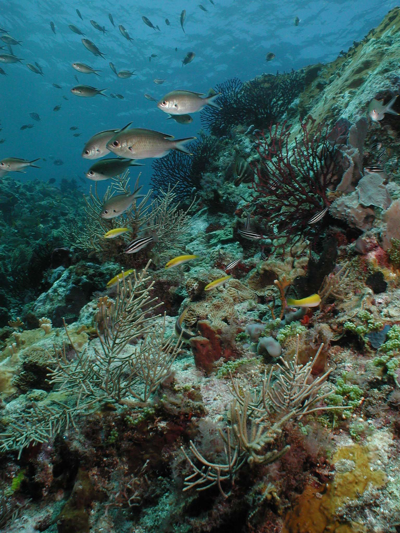 St. Lucia – Discover Scuba Diving for Non-Certified Divers – Saint Lucia