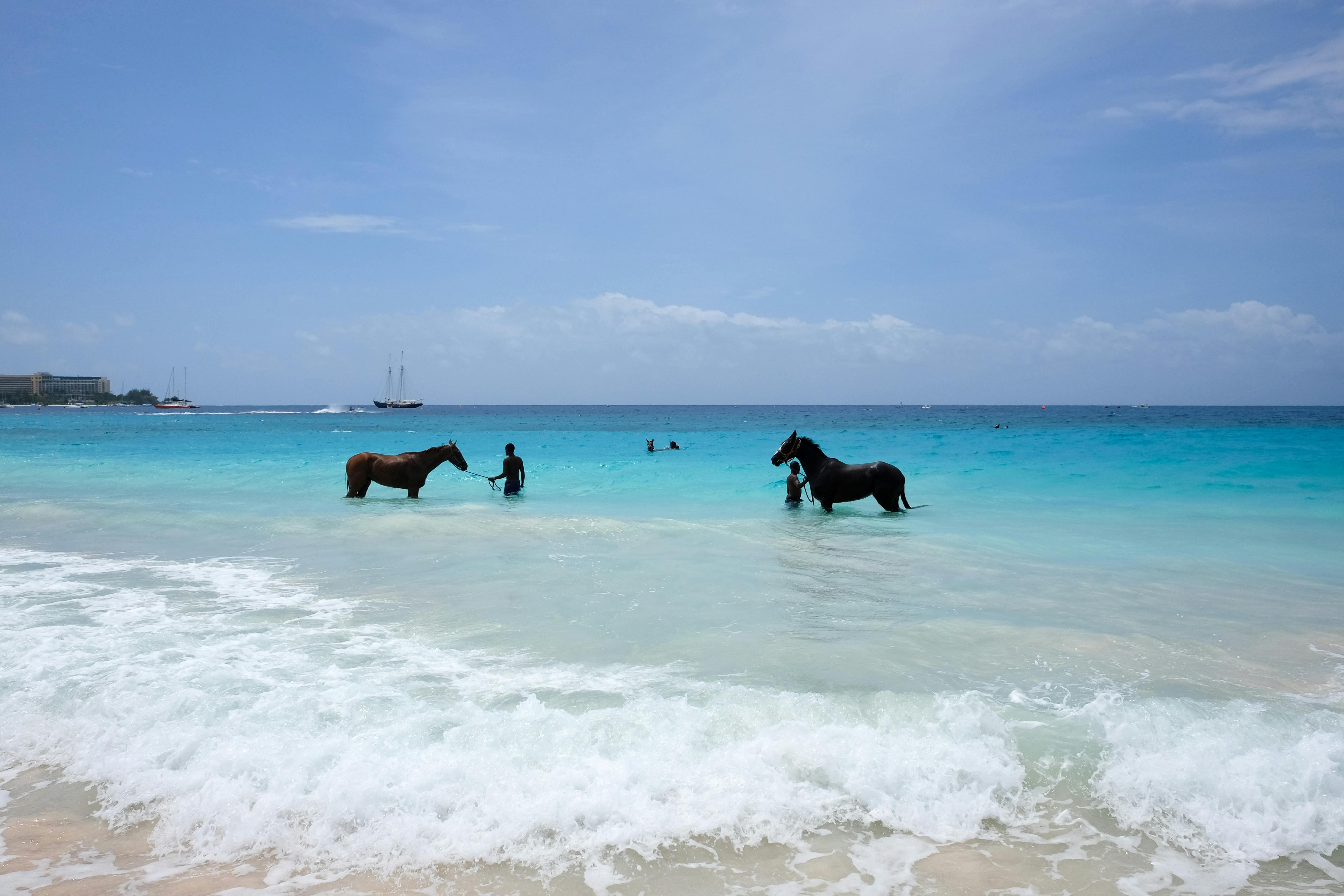 St. Lucia: Premium Beach Horseback Ride – Saint Lucia