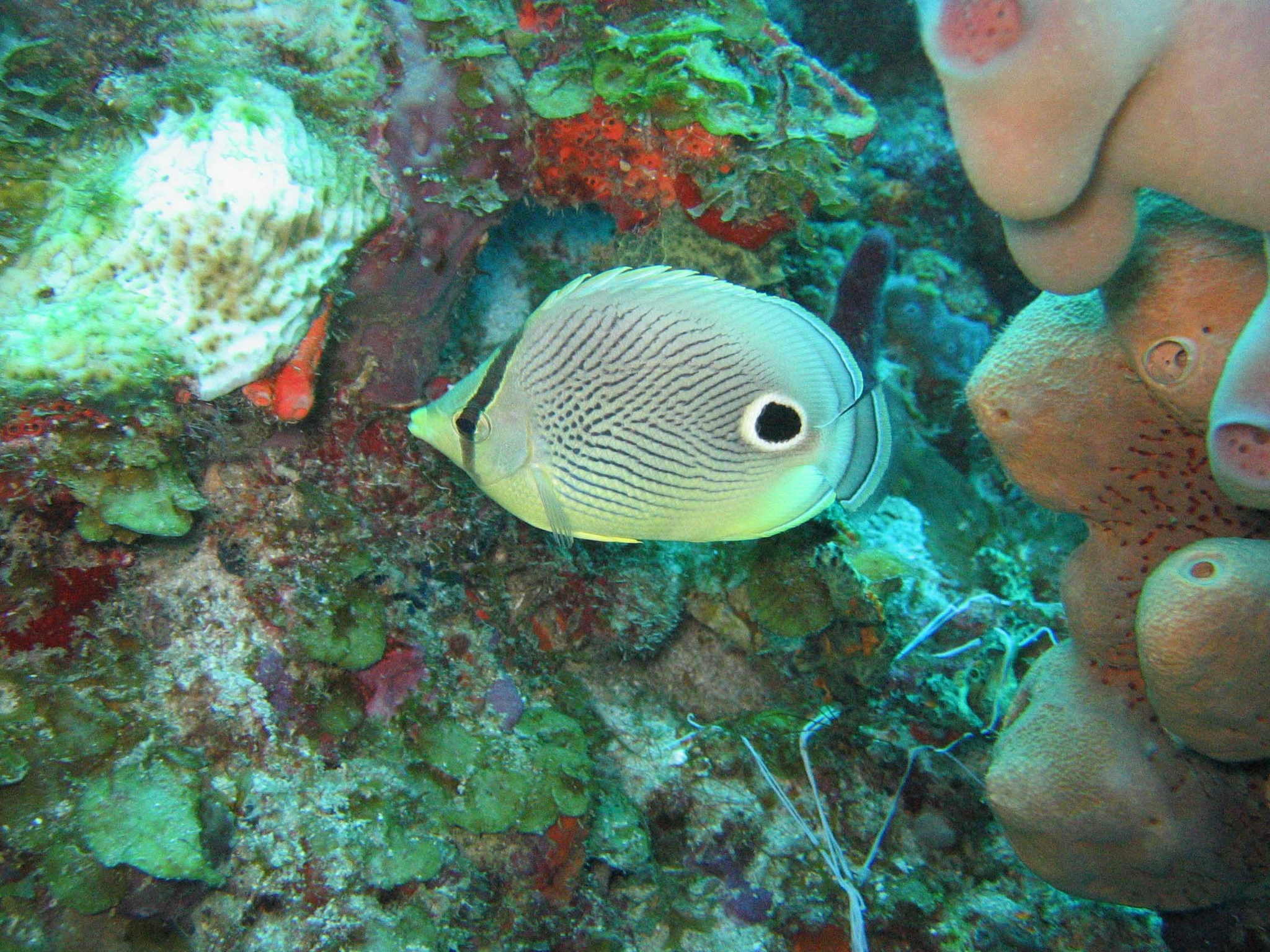 St. Lucia: Snorkeling Adventure – Saint Lucia