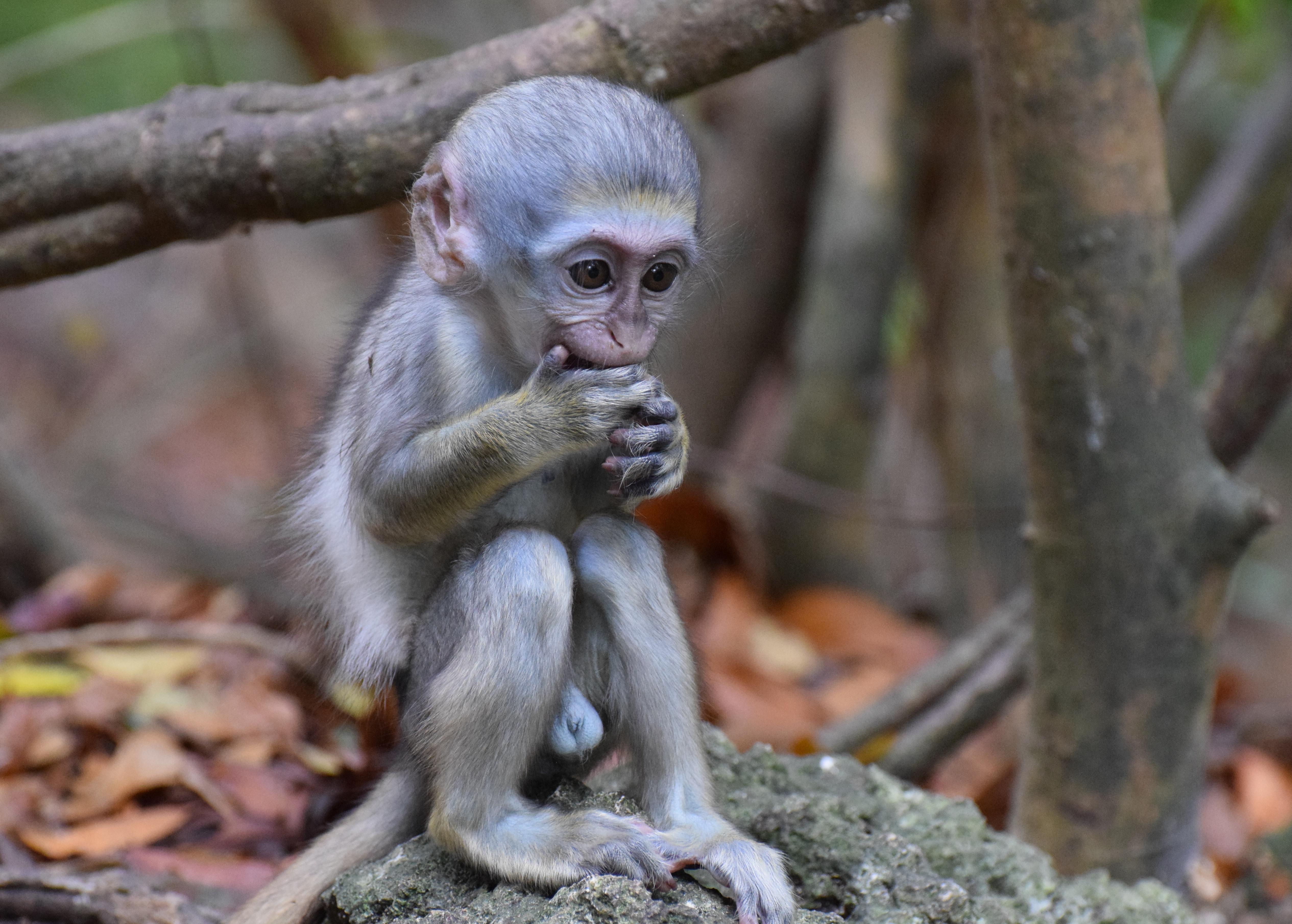 St. Peter: Monkey Feeding at Barbados Wildlife Reserve – Barbados