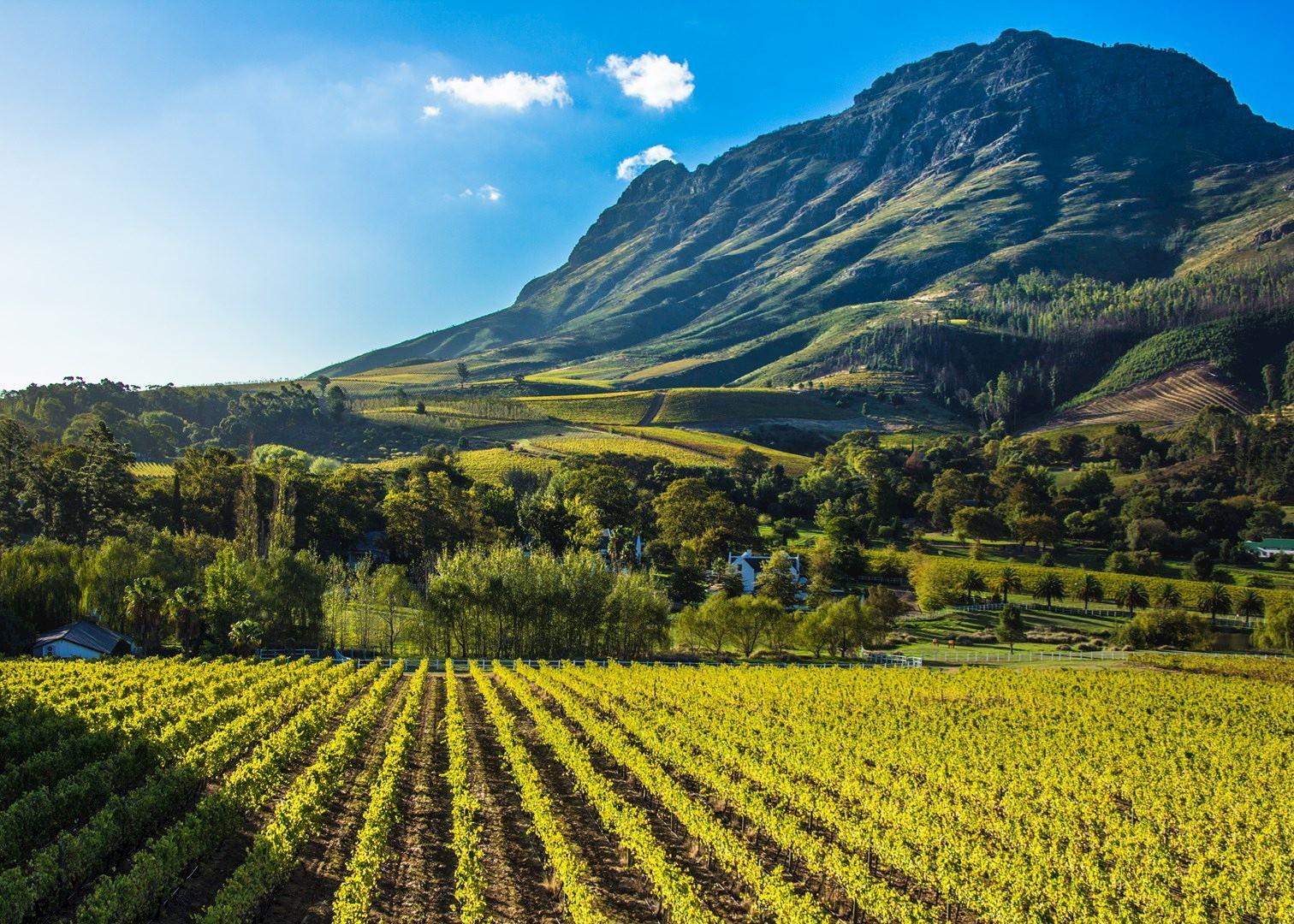 Stellenbosch: All-inclusive Private Wine Tour & Tastings – Stellenbosch, South Africa