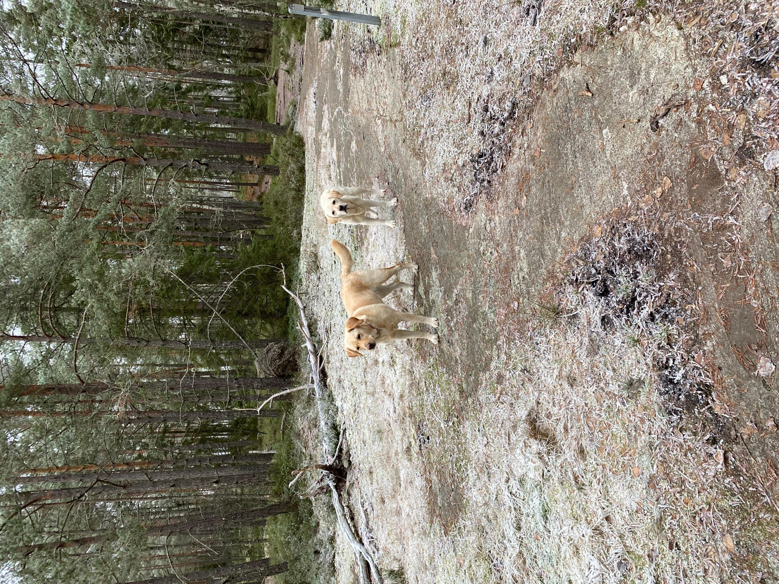 Stockholm: Dog Walk in Nature Reserve with Swedish Fika – Langangen Elfviks Nature Reserve, Sweden