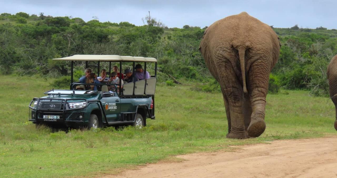 Sunrise Safari – through Addo Park to Schotia reserve – Addo Elephant National Park, South Africa