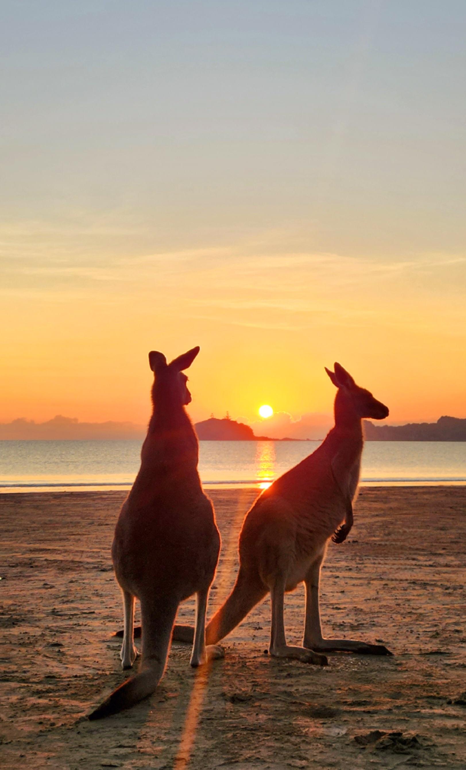 Sunrise with the Kangaroos & Wallabies – Airlie Beach – Mackay, Australia