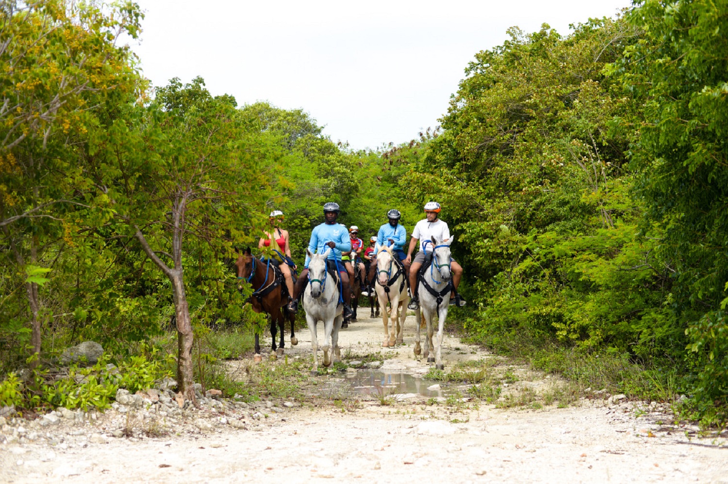 Swim Horse fom Punta Cana – Punta Cana, Dominican Republic