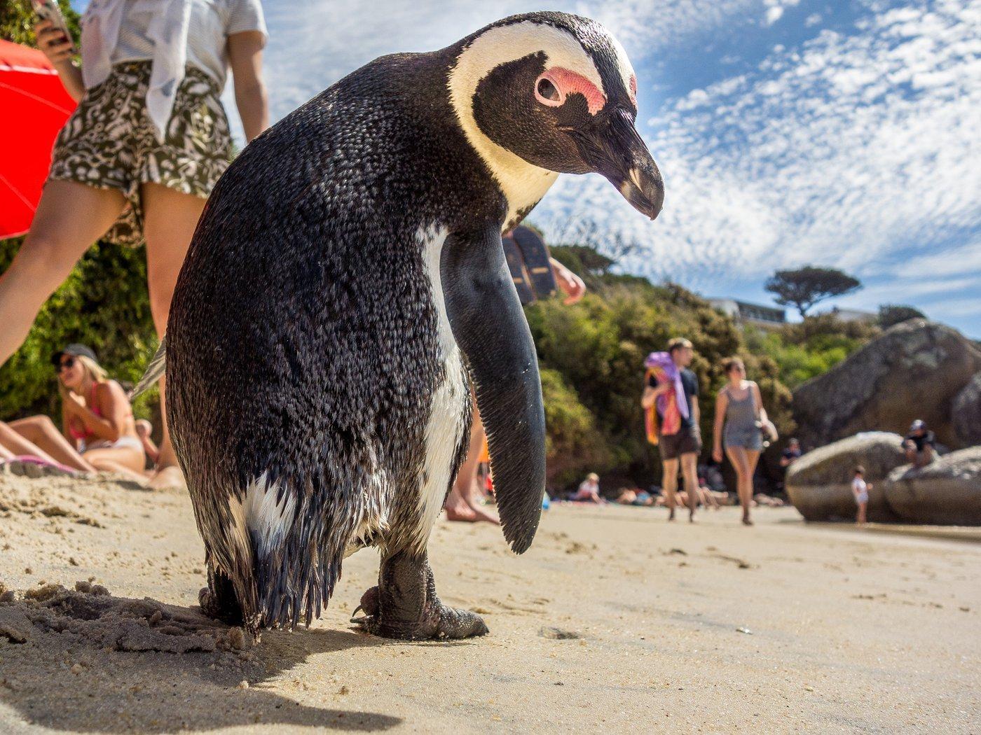 Swim with Penguins at Boulders Beach Penguin Colony – Cape Town, South Africa