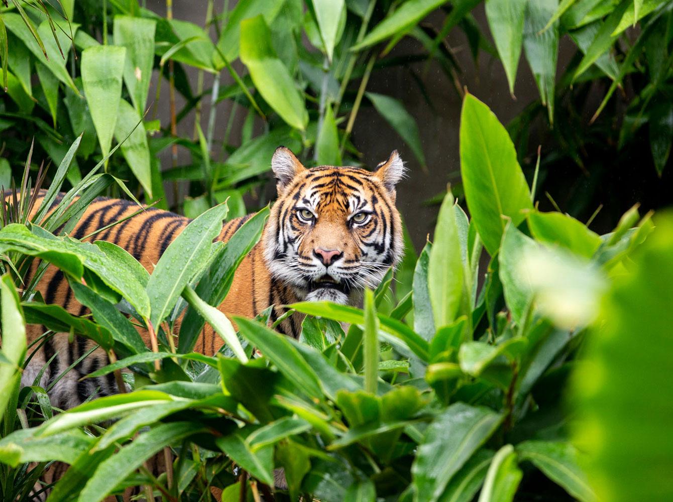 Sydney: Taronga Zoo Ticket with Return Ferry – Sydney, Australia