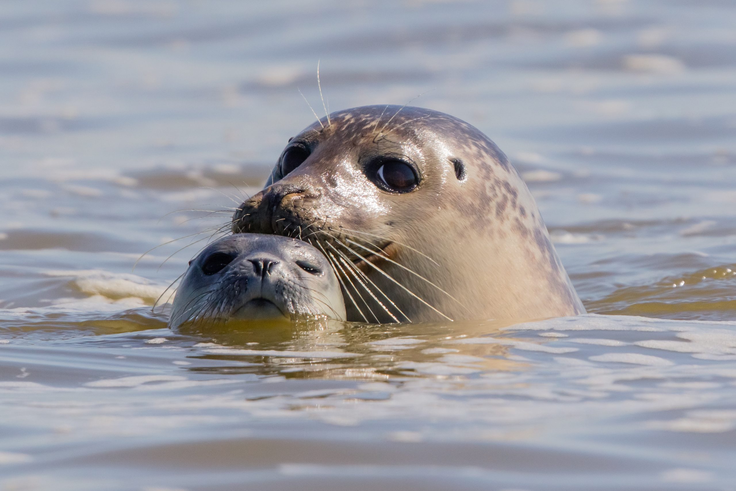 Sylt: Seal Watching Boat Tour from Hörnum – Jungnamensand, Germany