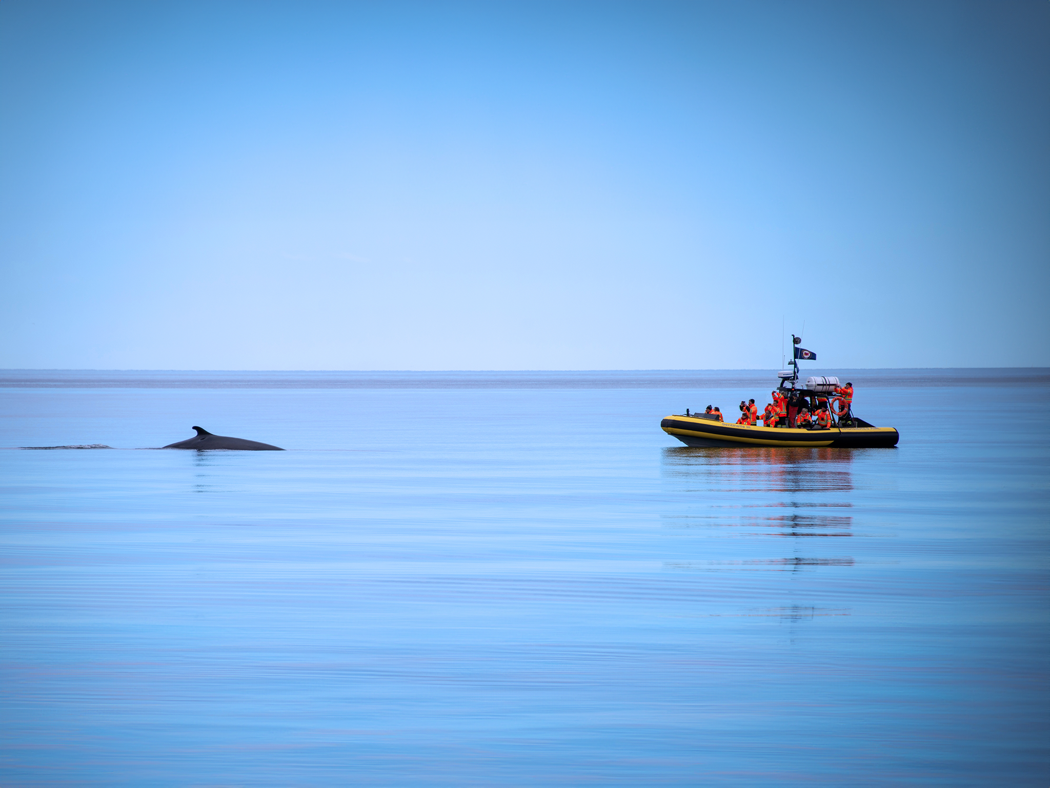 Tadoussac/Charlevoix: Whale Watching Zodiac Tour – Tadoussac, Canada