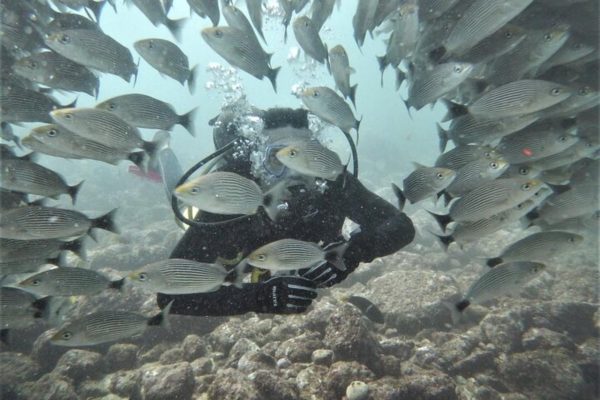 Tamarindo: Discover Scuba Diving at Catalina Islands – Tamarindo, Costa Rica