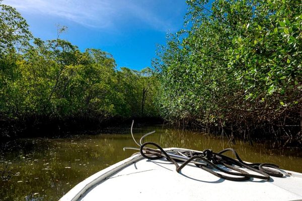 Tamarindo: Estuary Boat Safari – Tamarindo, Costa Rica