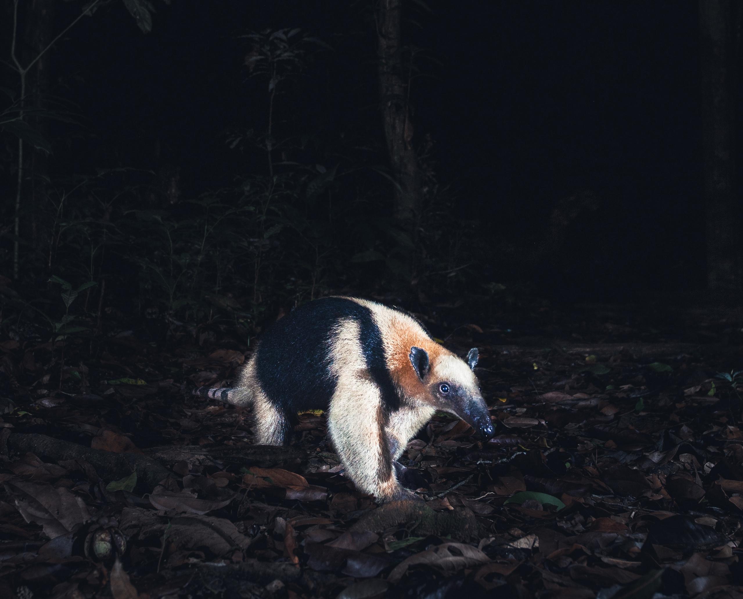 Tamarindo Night Walk – Tamarindo, Costa Rica