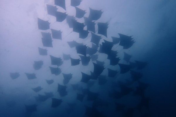 Tamarindo: Private Snorkeling Boat Charter Guanacaste – Playa Flamingo, Costa Rica