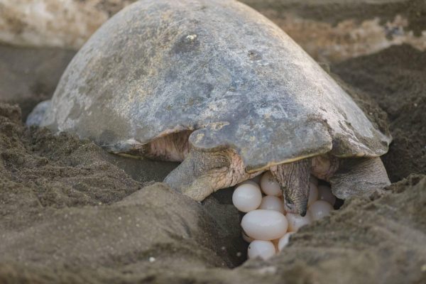 Tamarindo: Turtle Nesting Tour Tamarindo, Guanacaste, CR – Santa Cruz, Costa Rica