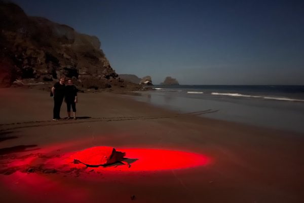 Tamarindo: Turtle Watching Night Tour with Expert Naturalist – Santa Cruz, Costa Rica