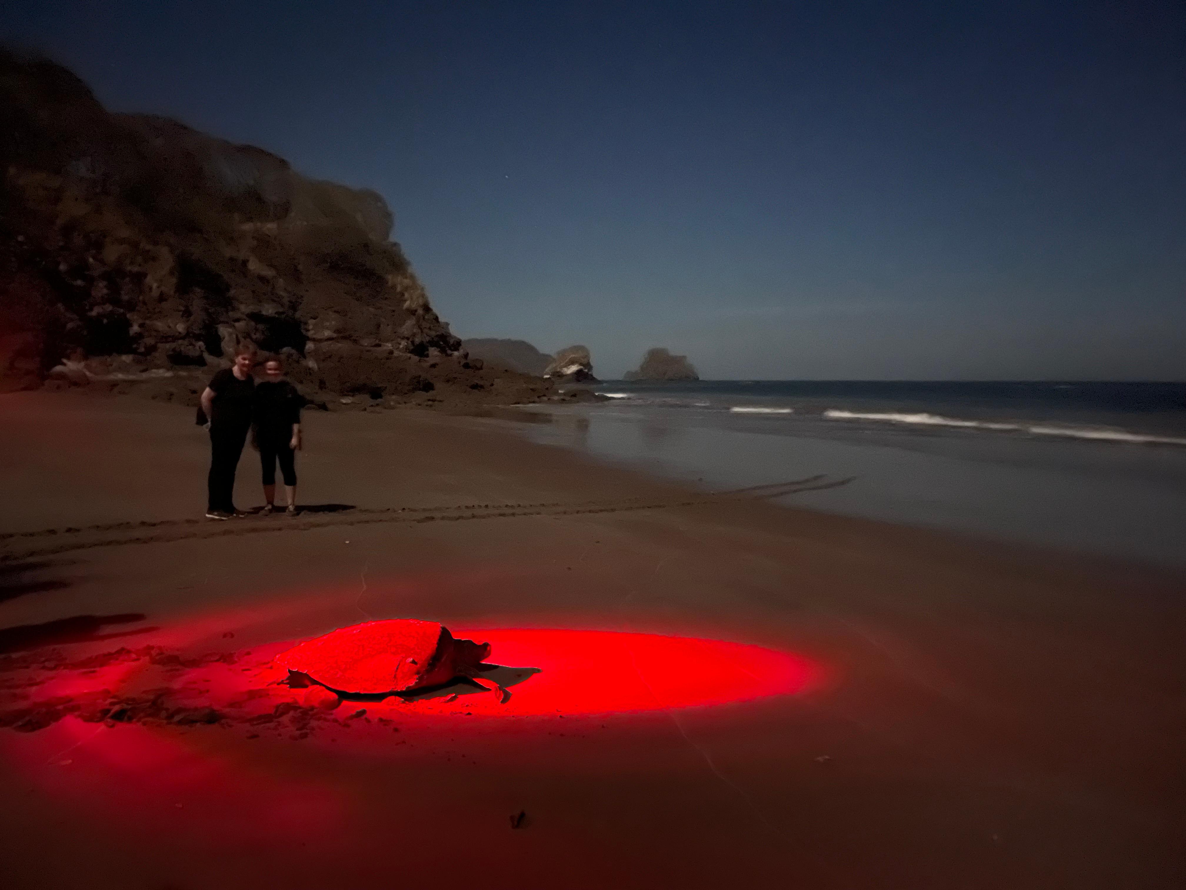 Tamarindo: Turtle Watching Night Tour with Expert Naturalist – Santa Cruz, Costa Rica