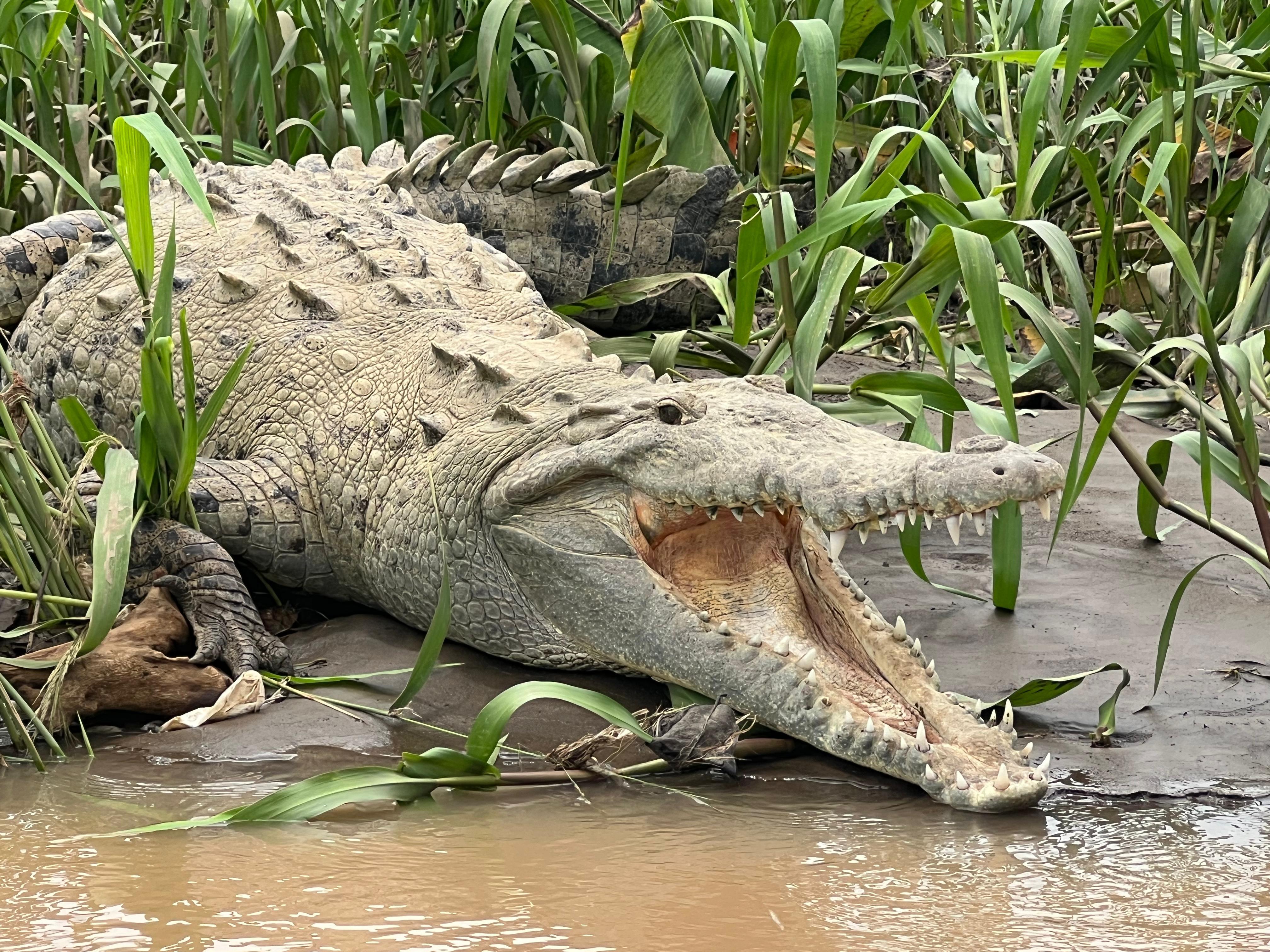 Tarcoles River: Jungle Crocodile Safari & Bird Watching Tour – San José, Costa Rica