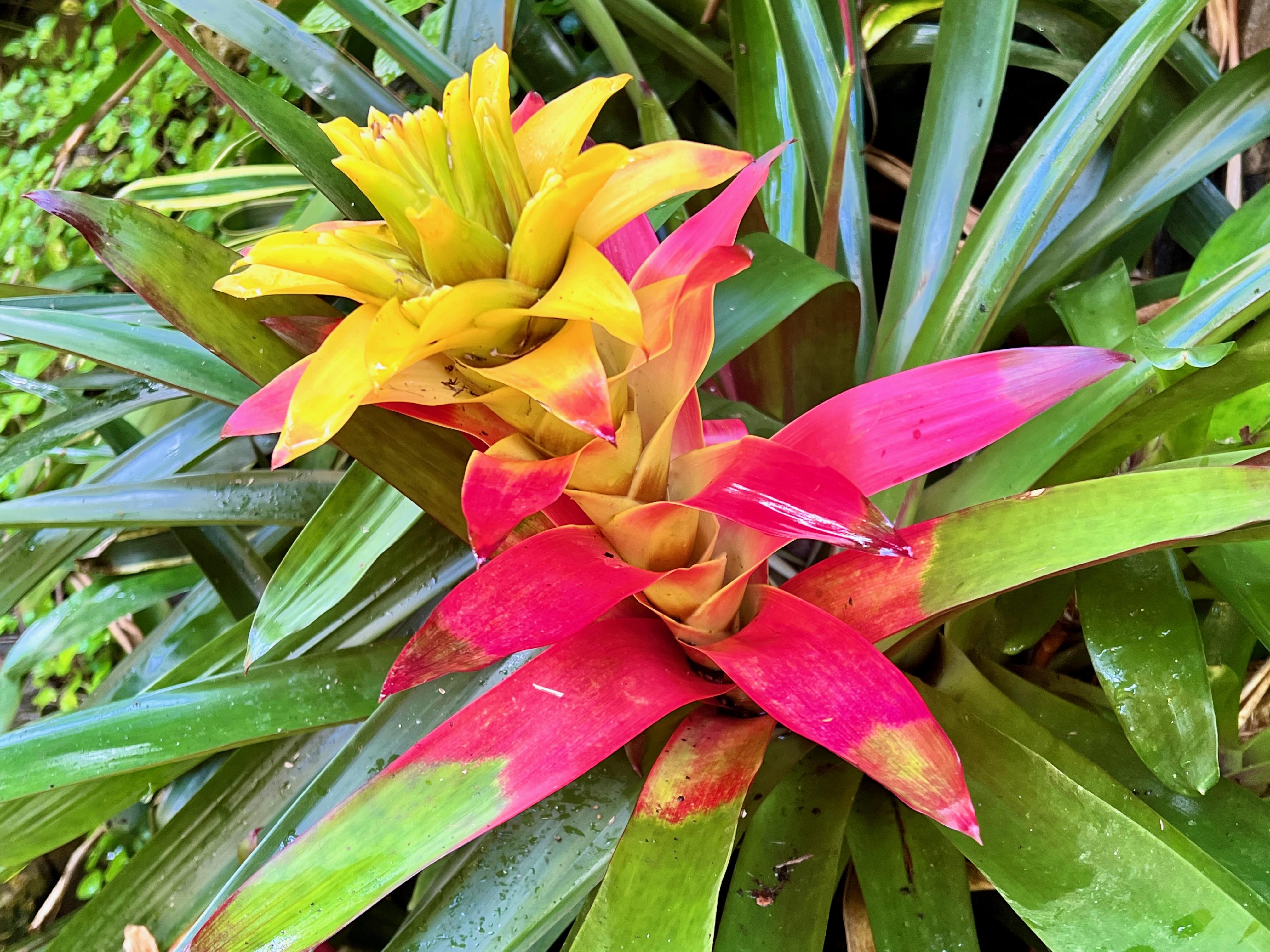 Taste of Barbados – Barbados