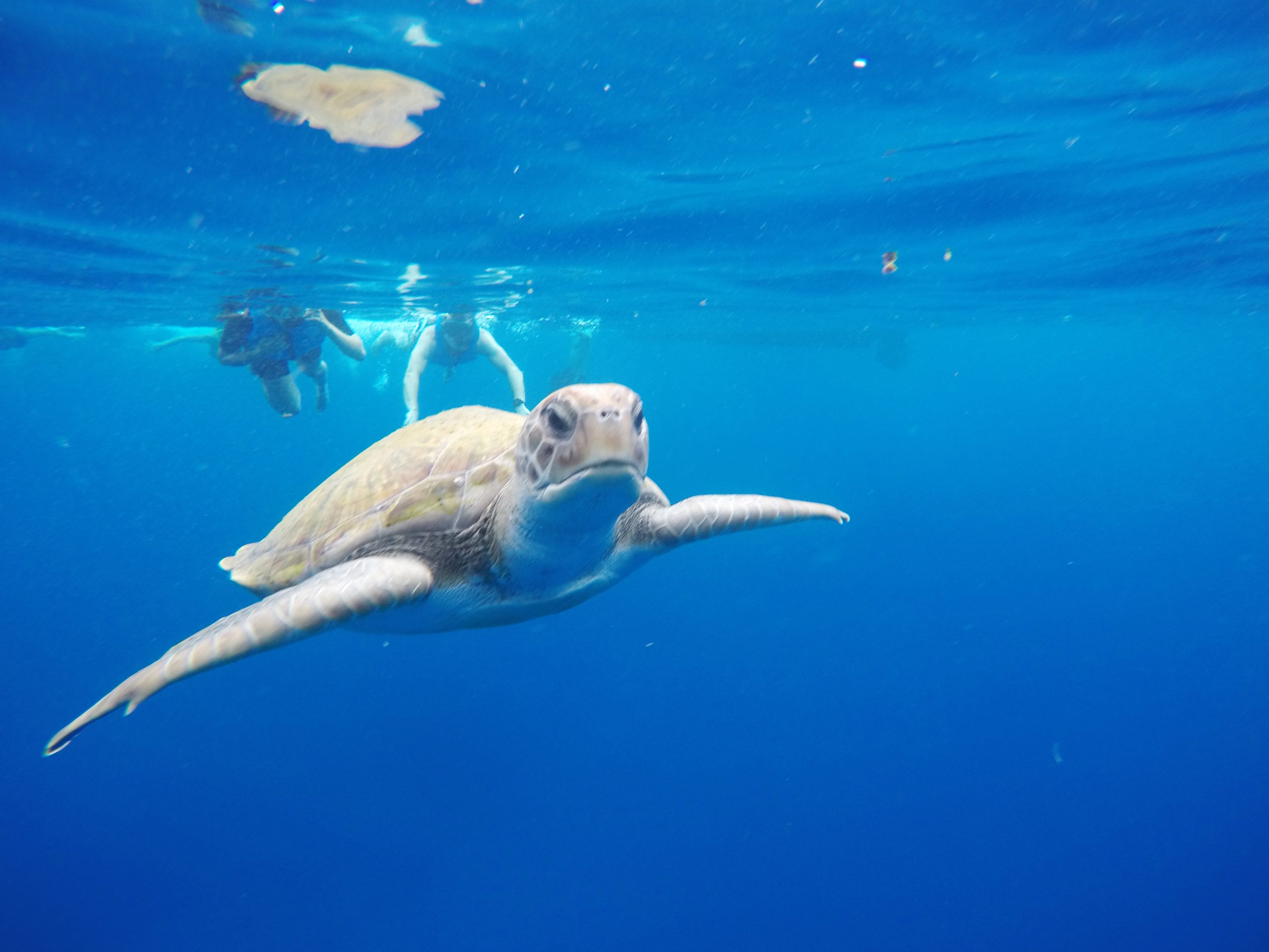 Tenerife: Kayak & Snorkel with Turtles & Dolphins w/Photos – Los Cristianos, Spain