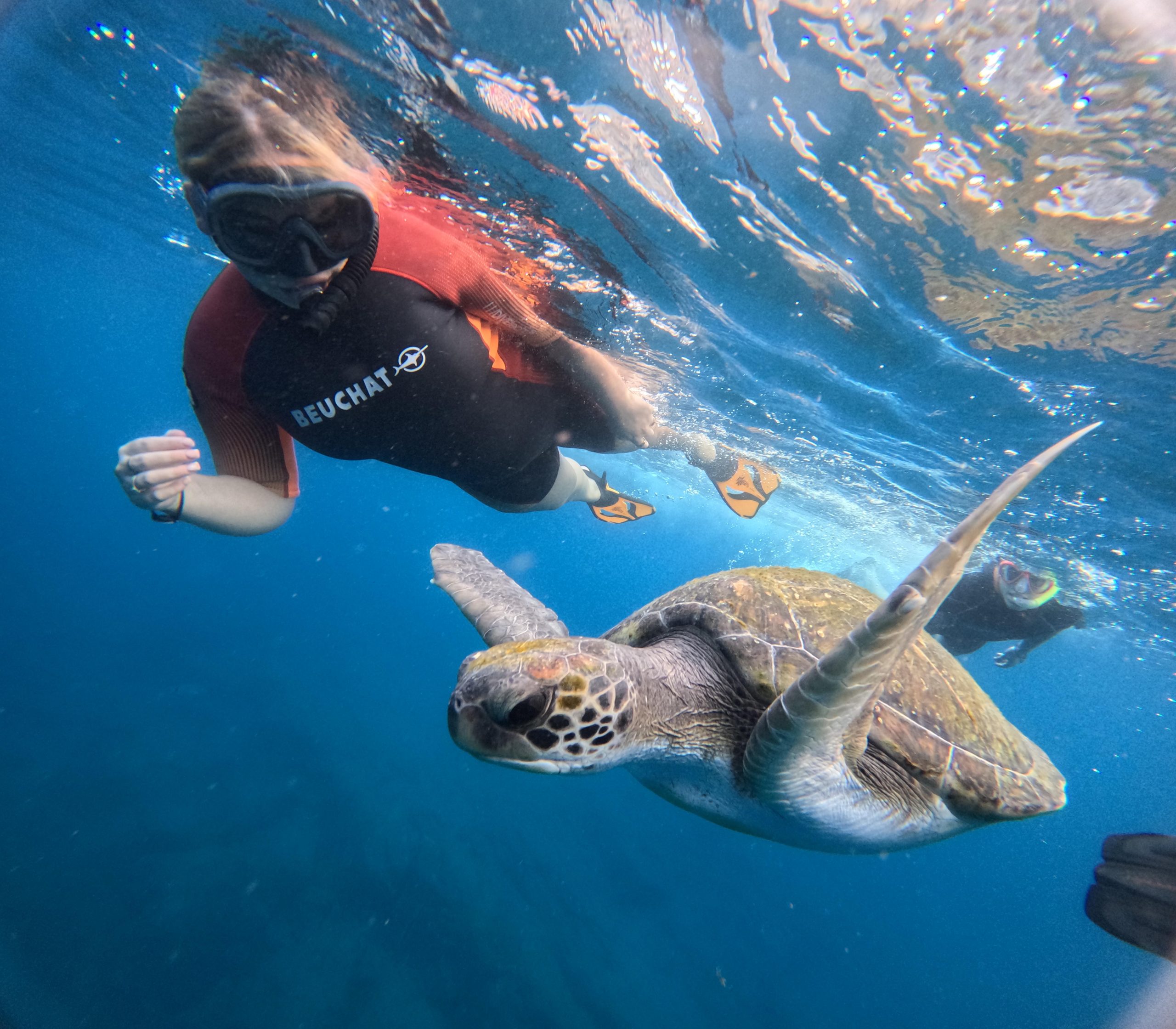 Tenerife Snorkeling boat trip in a Turtle Habitat – Costa Adeje, Spain