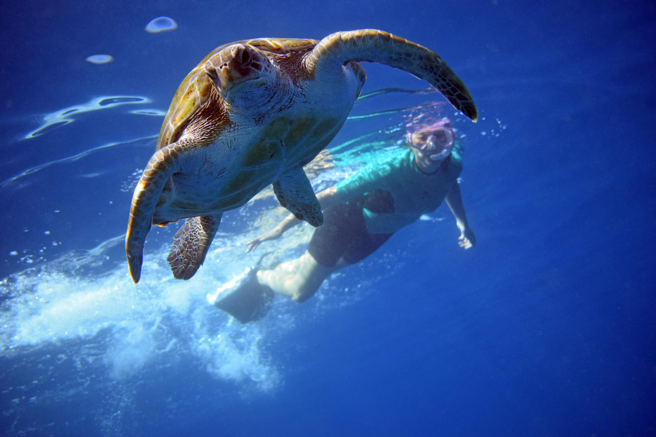 Tenerife: Turtle & Dolphin Kayak Tour with Snorkel & Wetsuit – Los Cristianos, Spain