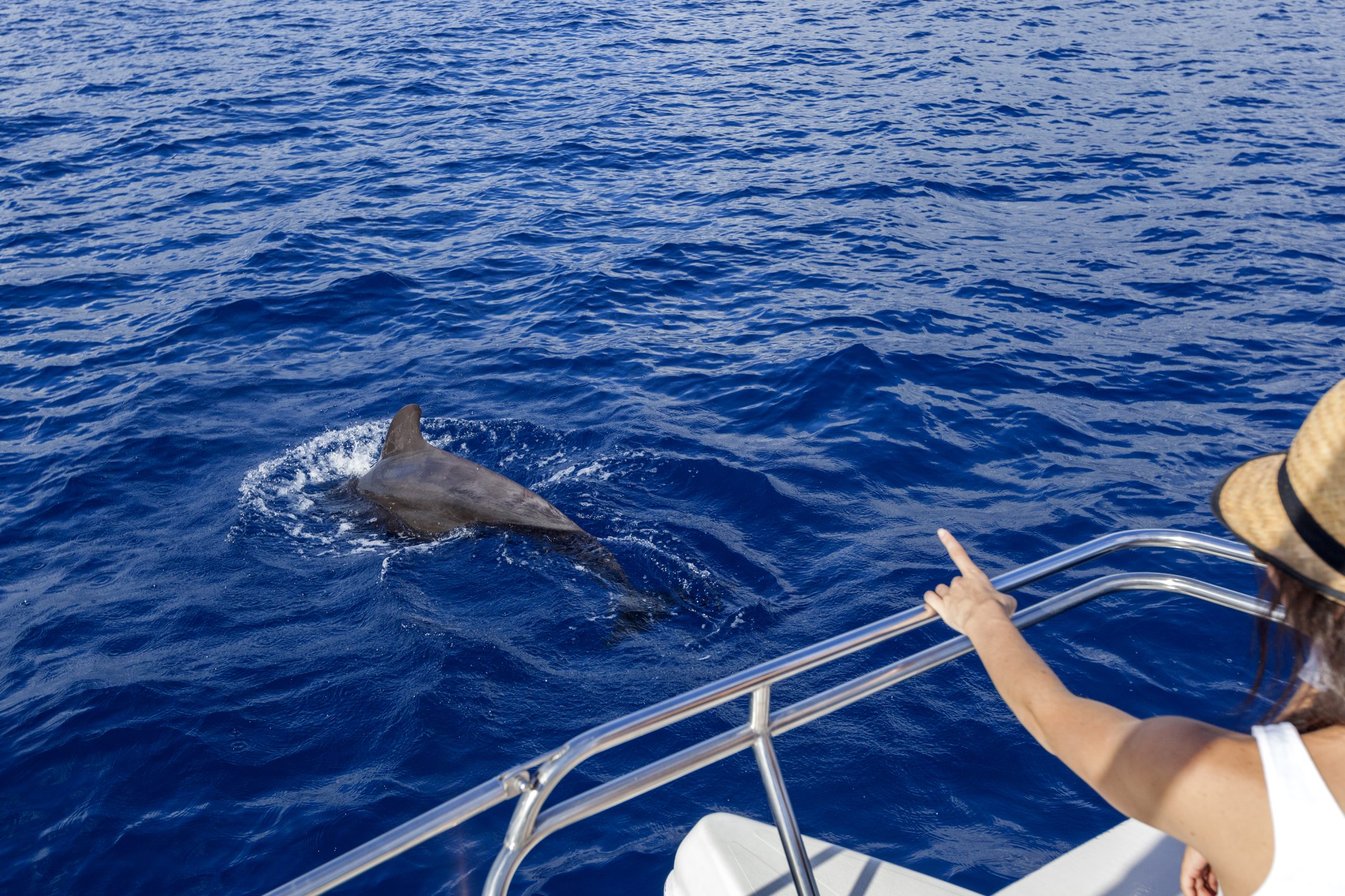 Tenerife: Whale and Dolphin Watching Tour by Sailboat – Costa Adeje, Spain