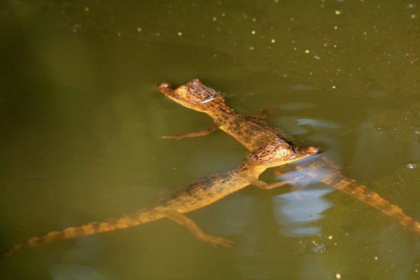 Terraba Sierpe National Wetlands – Mangrove Tour – Drake Bay, Costa Rica