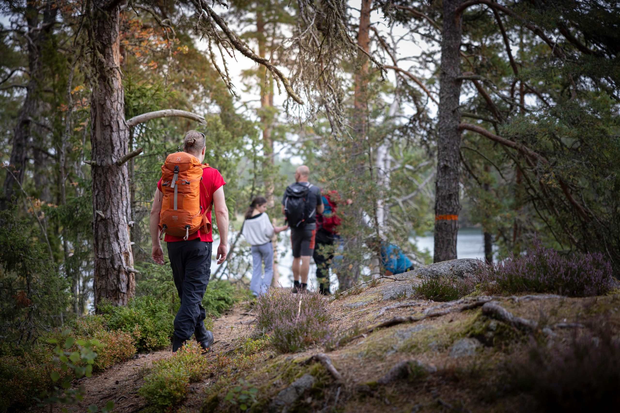 Tiveden National park: Summer guided walk around Stenkälla – Vänern, Sweden