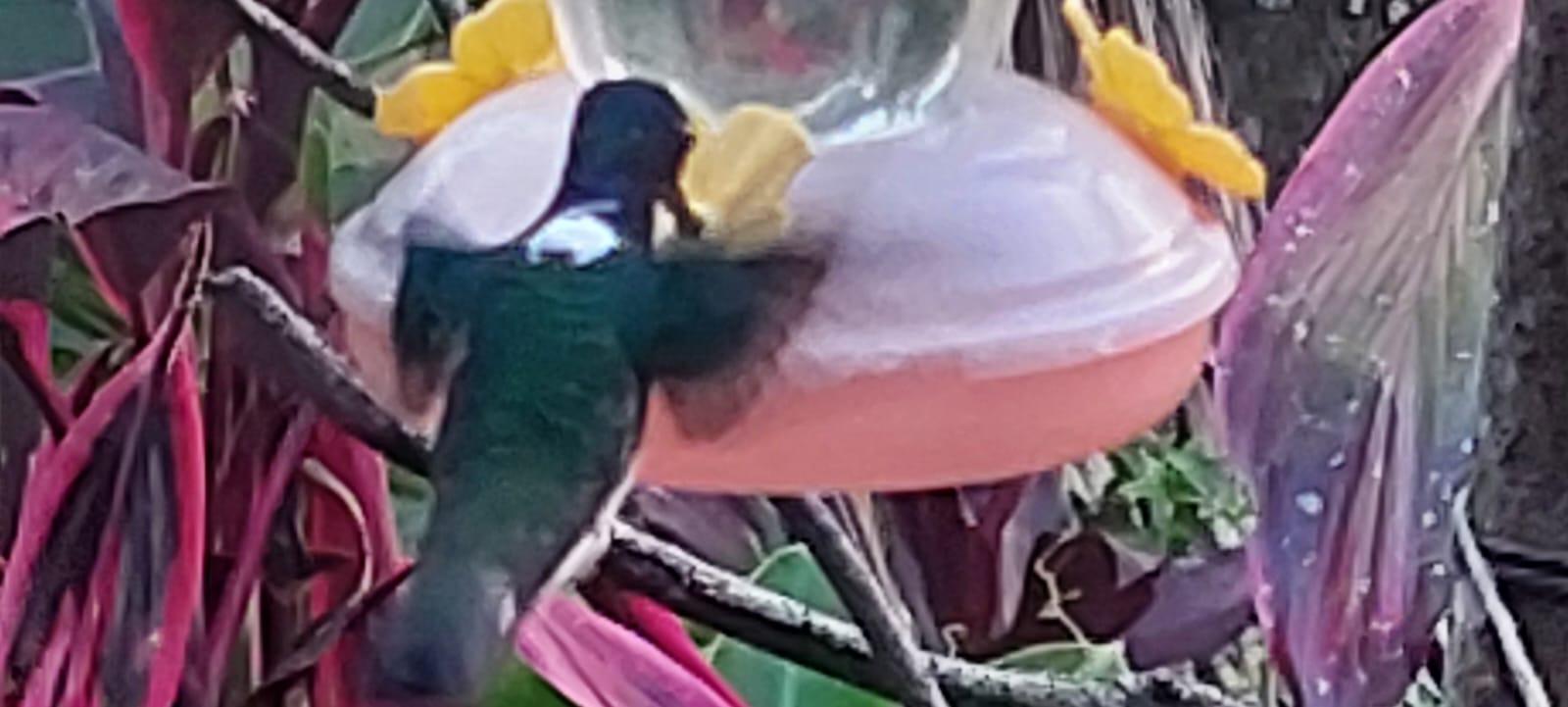 Tobago: Hummingbird Tour – Trinidad and Tobago