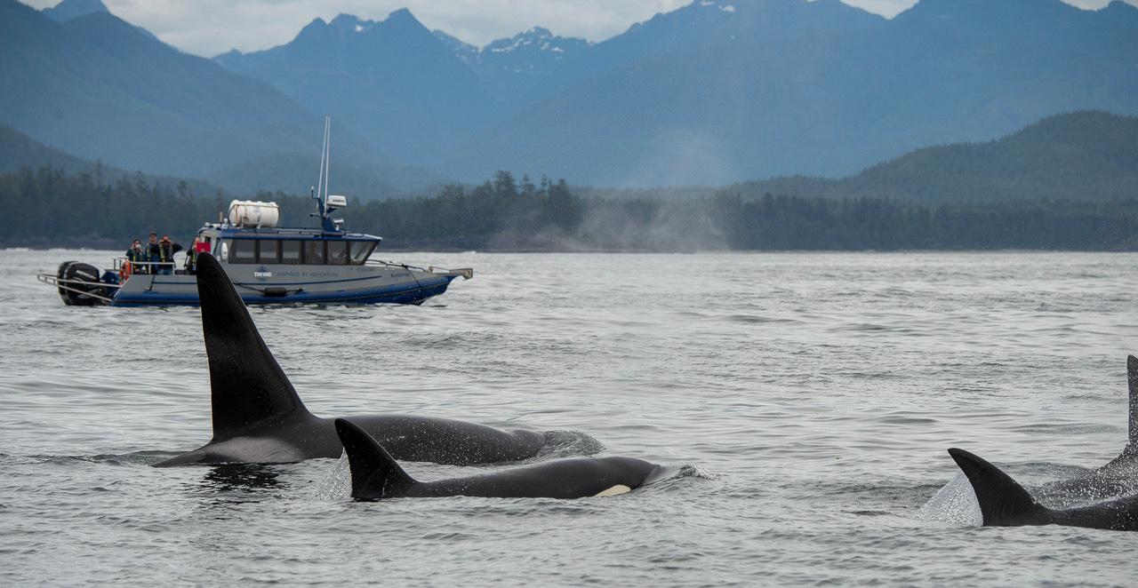 Tofino: Whale Watching Tour with Nature Guide – Tofino, Canada