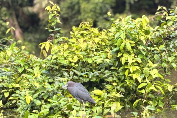Tortuguero: Mystic Kayak Tour in National Park – Tortuguero National Park, Costa Rica