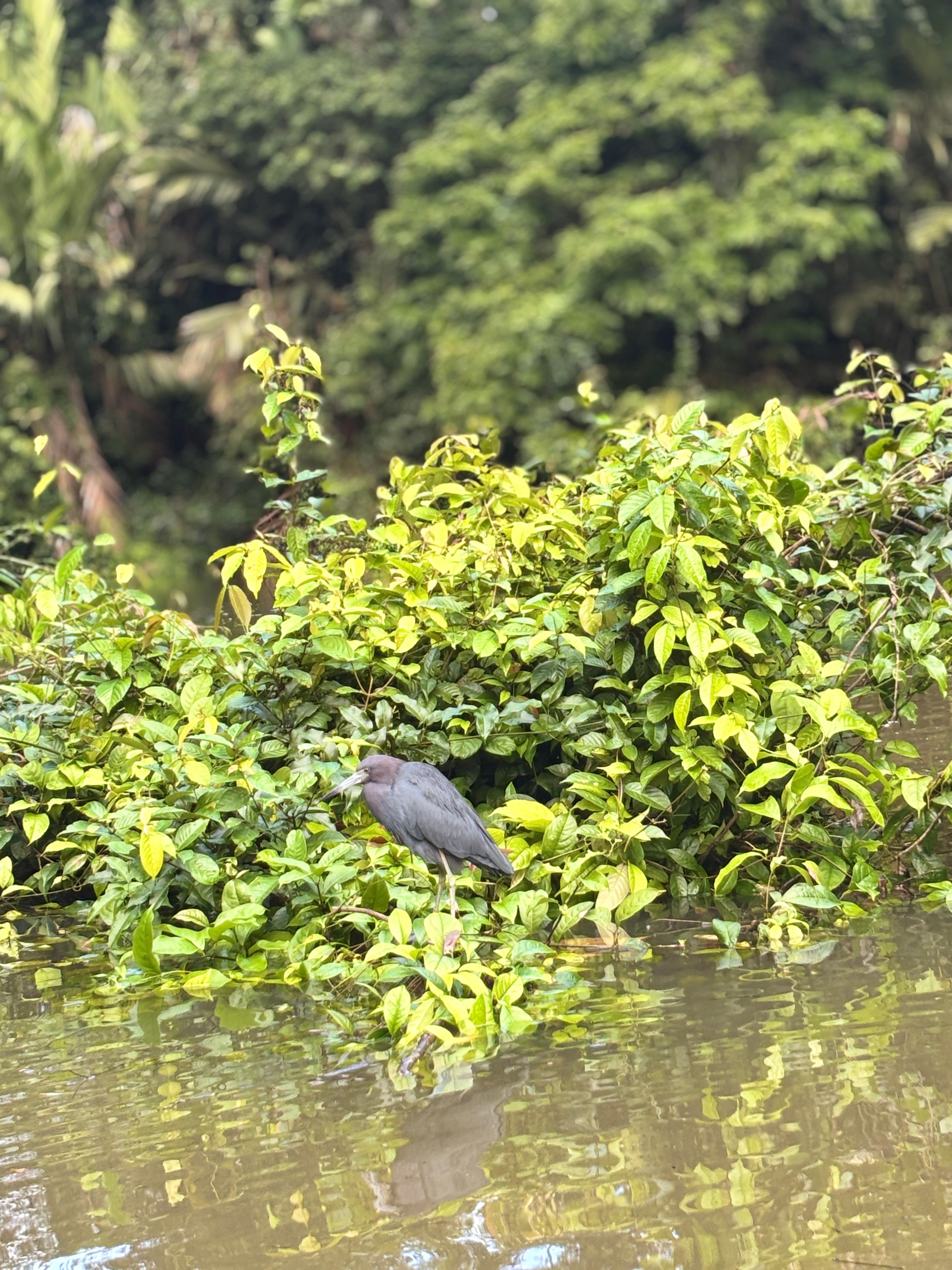 Tortuguero: Mystic Kayak Tour in National Park – Tortuguero National Park, Costa Rica