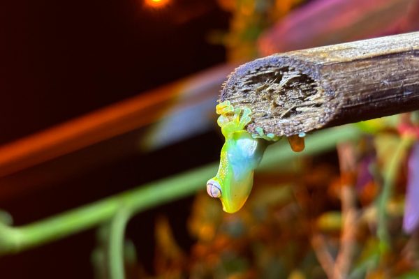 Tortuguero Mystical Rainforest Night Experience – Tortuguero, Costa Rica