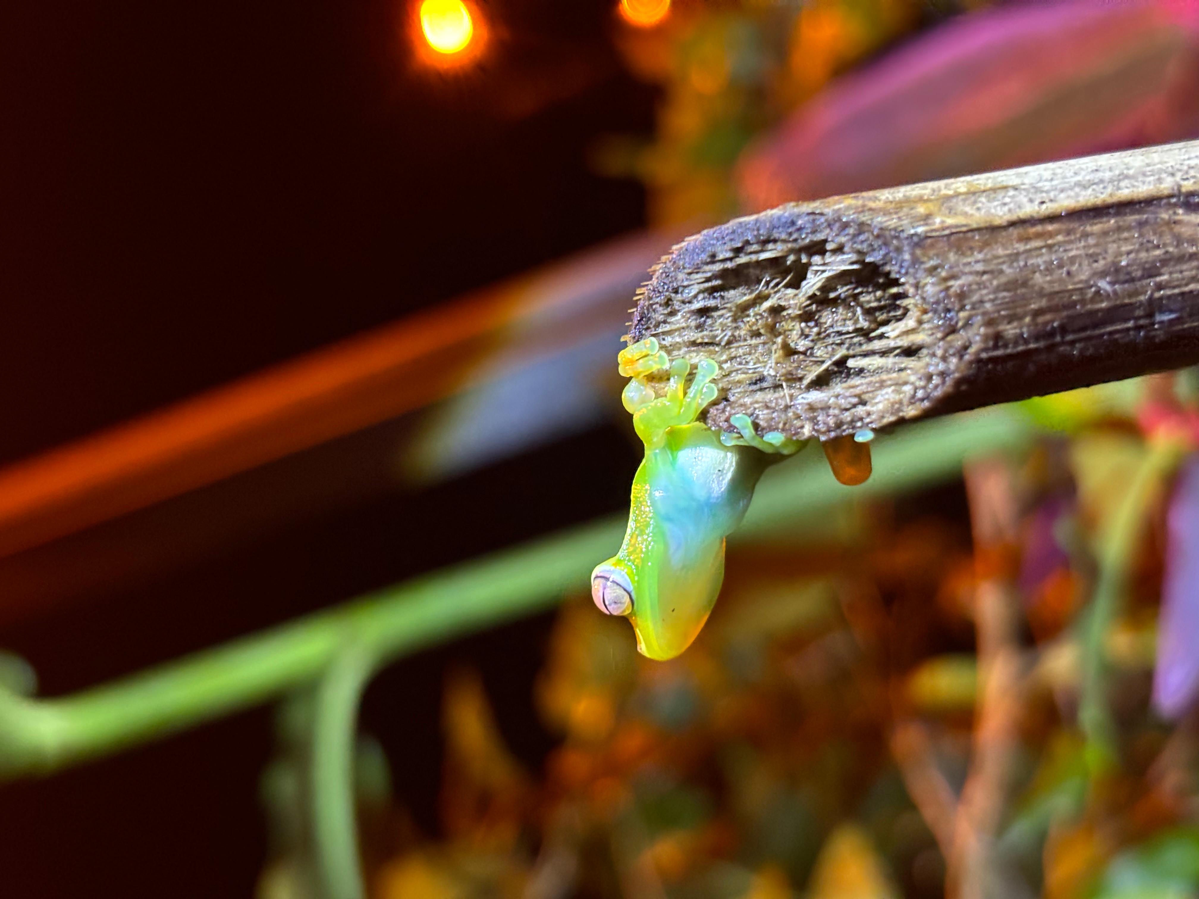 Tortuguero Mystical Rainforest Night Experience – Tortuguero, Costa Rica