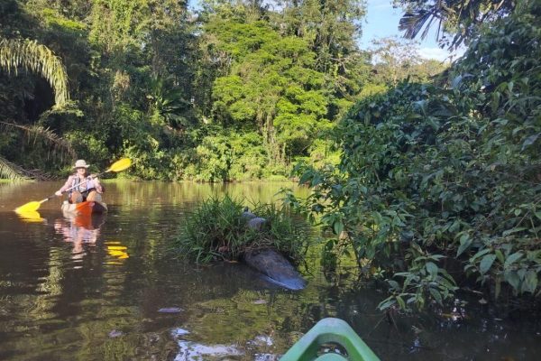 Tortuguero National Park: Kayak Tour with Guide – Tortuguero National Park, Costa Rica