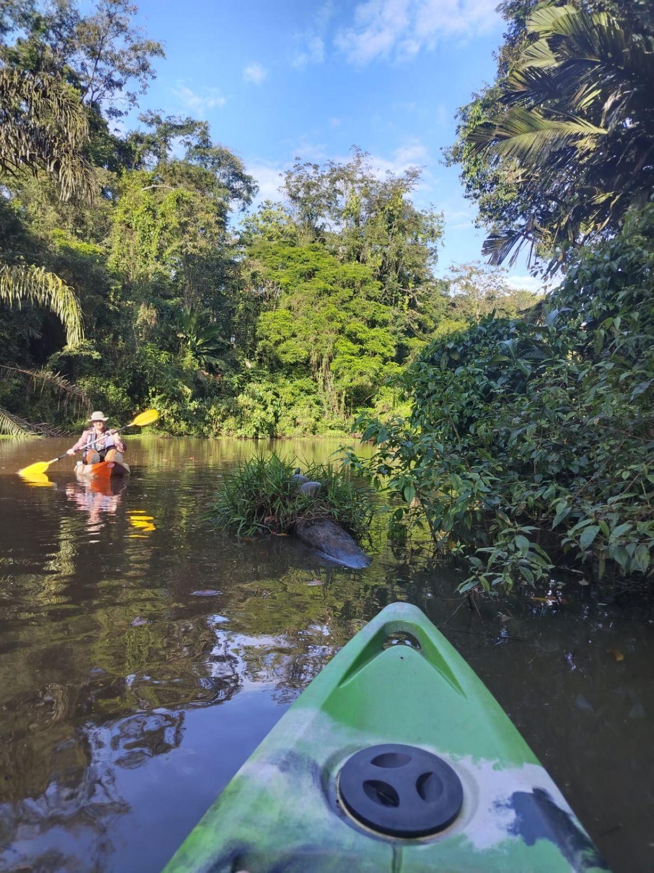 Tortuguero National Park: Kayak Tour with Guide – Tortuguero National Park, Costa Rica